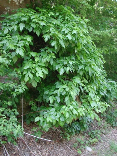 large poison ivy hedge