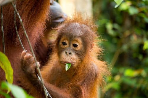 Baby orangutan eating a leaf in the wild