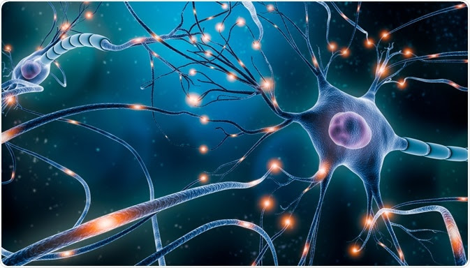 Central Nervous System