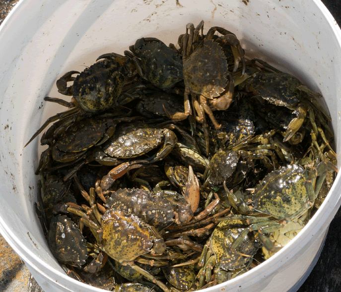 998310_shore_crabs_in_a_bucket.gif