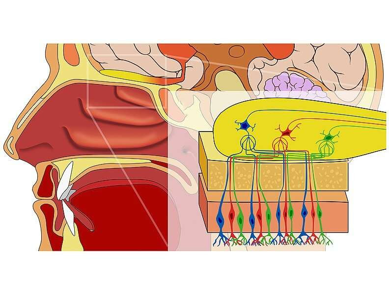 Artificial networks learn to smell like the brain