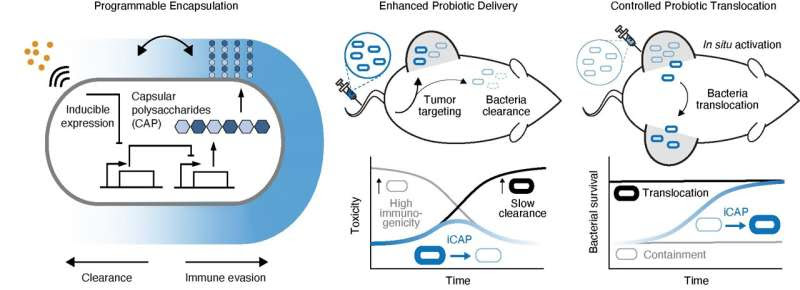 Engineering an “invisible cloak” for bacteria to deliver drugs to tumors