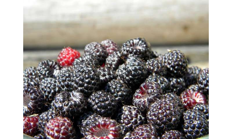 In mouse study, black raspberries show promise for reducing skin inflammation