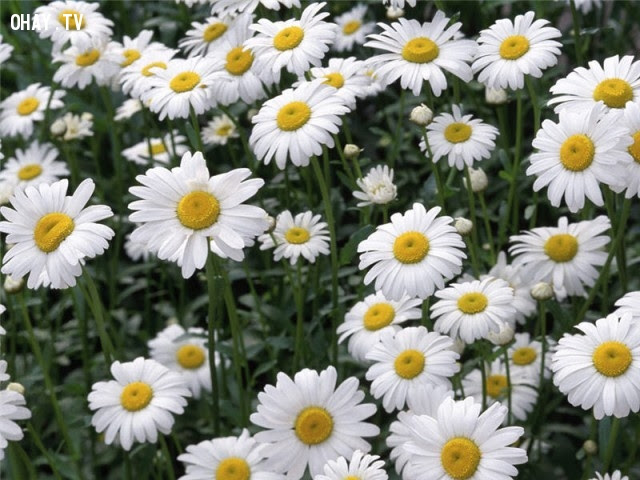Hoa Cúc Trắng - Lòng cao thương, sự chân thực, ngây thơ, trong trắng,hoa ngữ,ngôn ngữ các loài hoa,hoa quả,hoa đẹp