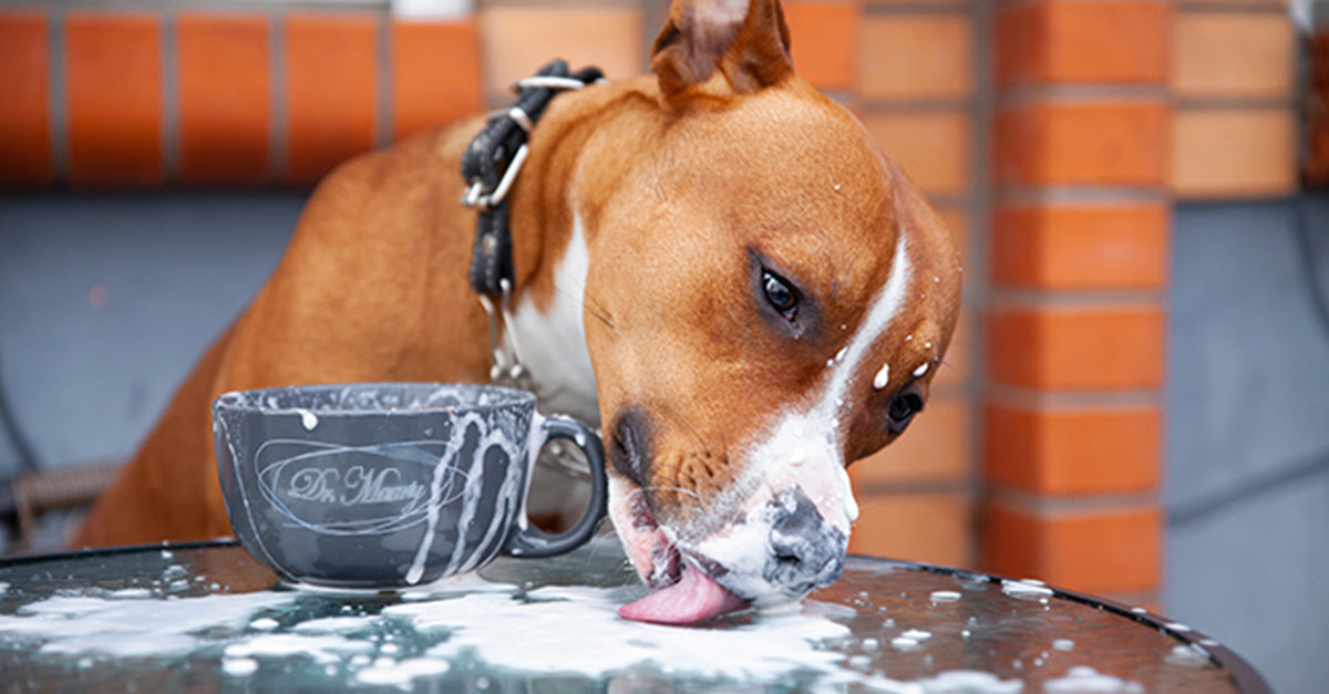3 Toxic Foods For Dogs: The One Meat You Should Never Feed your Dog