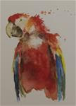 Sketch Series #4 (red parrot) - Posted on Tuesday, December 2, 2014 by Sue Churchgrant