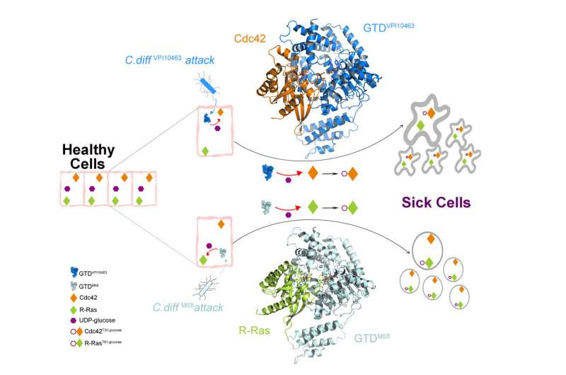 UCI-led study suggests new molecular target for therapeutic interventions aimed at C. difficile infection