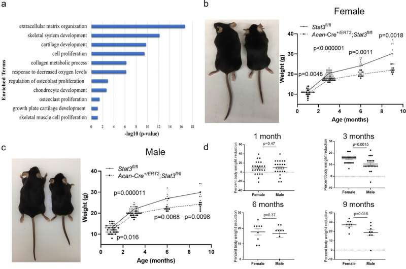 Arthritis-related gene also regenerates cartilage in joints and growth plates