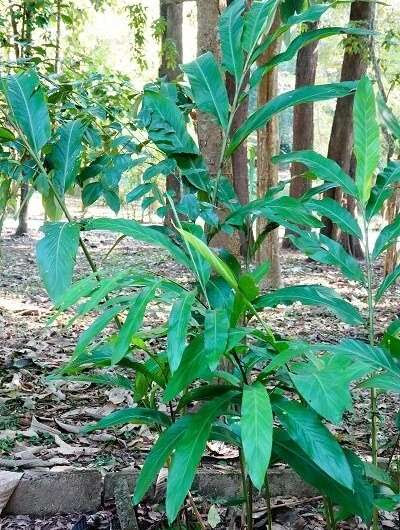 Alpinia hainanensis Has Potentials to Help Treat Ulcerative Colitis: Study