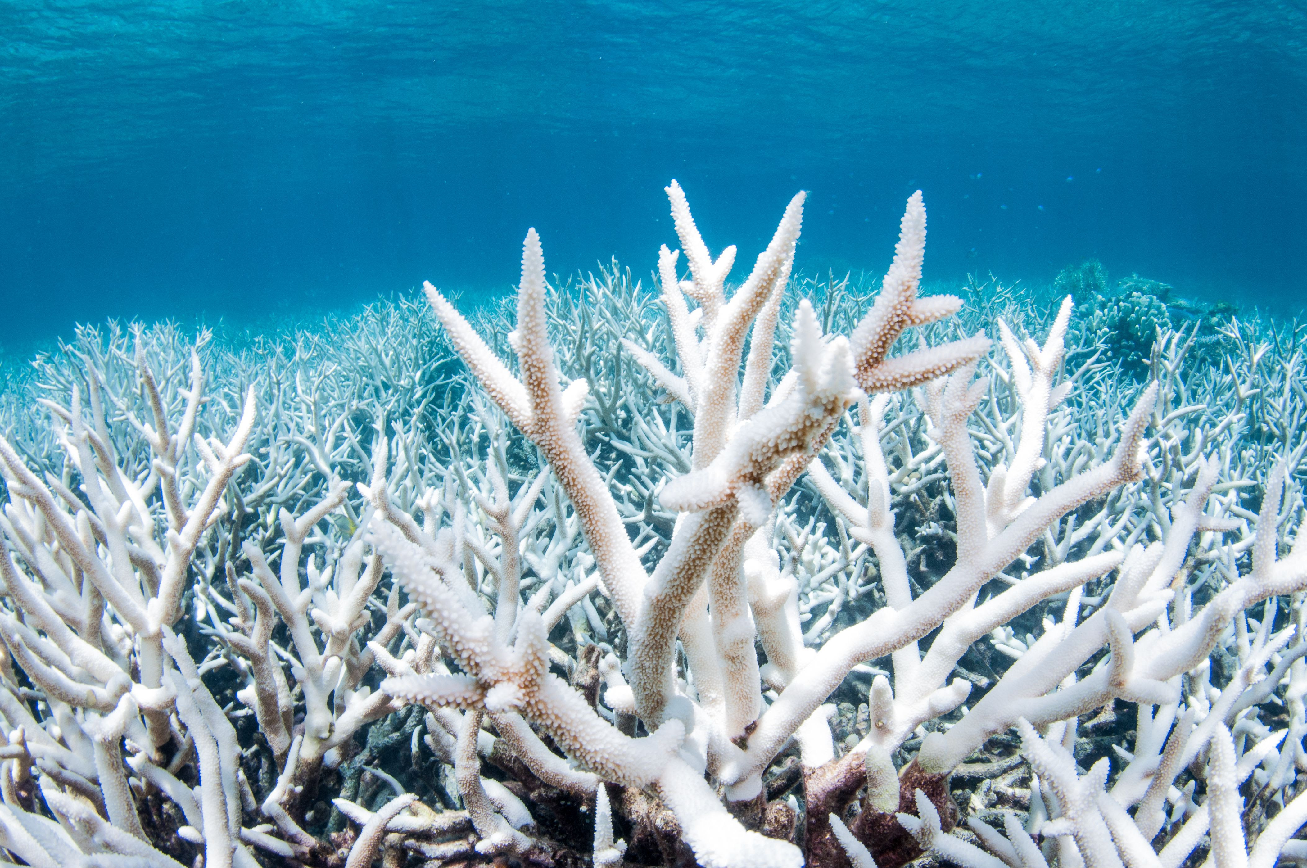 10 Ways to Protect Coral Reefs When You Travel