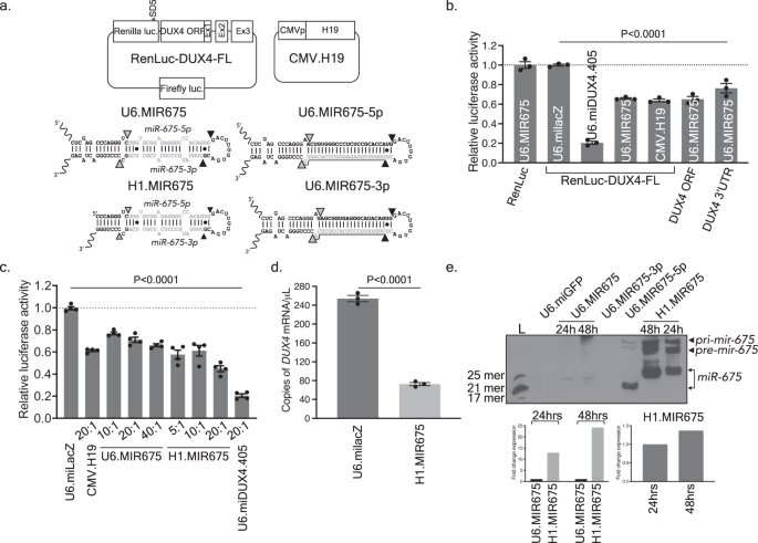 Human microRNA inhibits expression of pathogenic gene underlying facioscapulohumeral muscular dystrophy