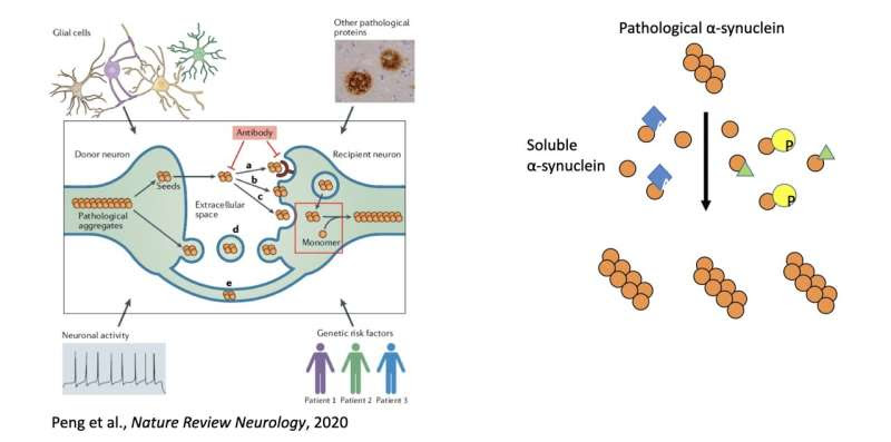 Study unveils mechanism regulating the transmission of a protein associated with the progression of Parkinson's disease