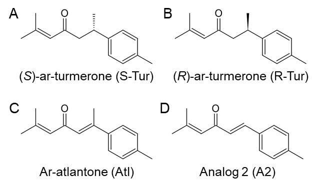 Compound derived from turmeric essential oil has neuroprotective properties