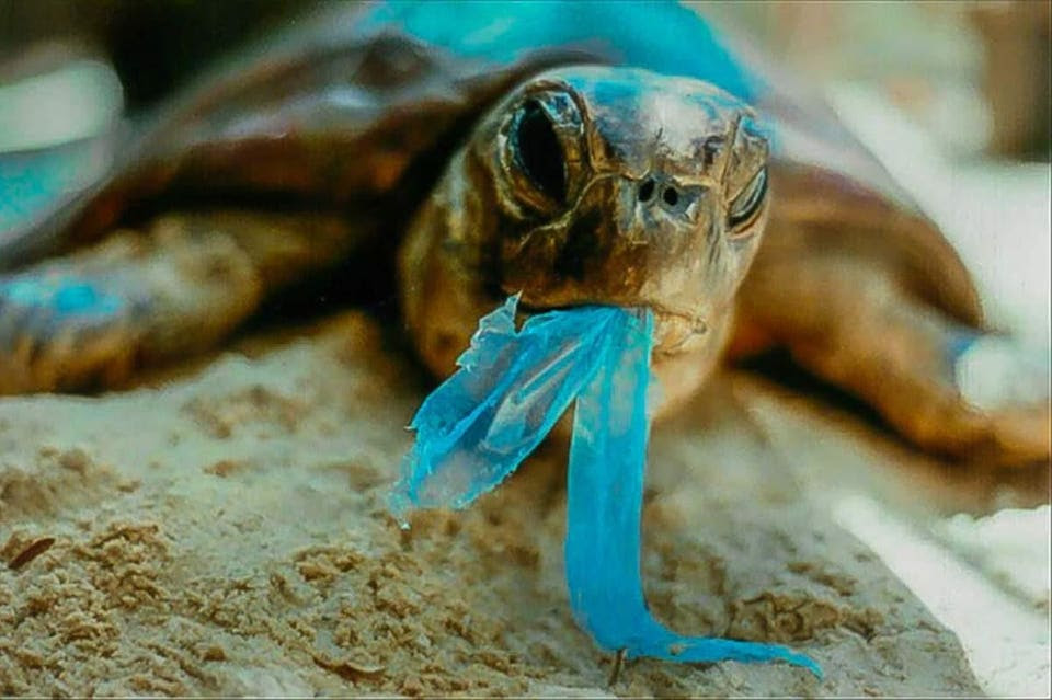 Seaturtle with a half-eaten plastic bag in its mouth. (Credit: Yamamoto Biology / Creative Commons.)