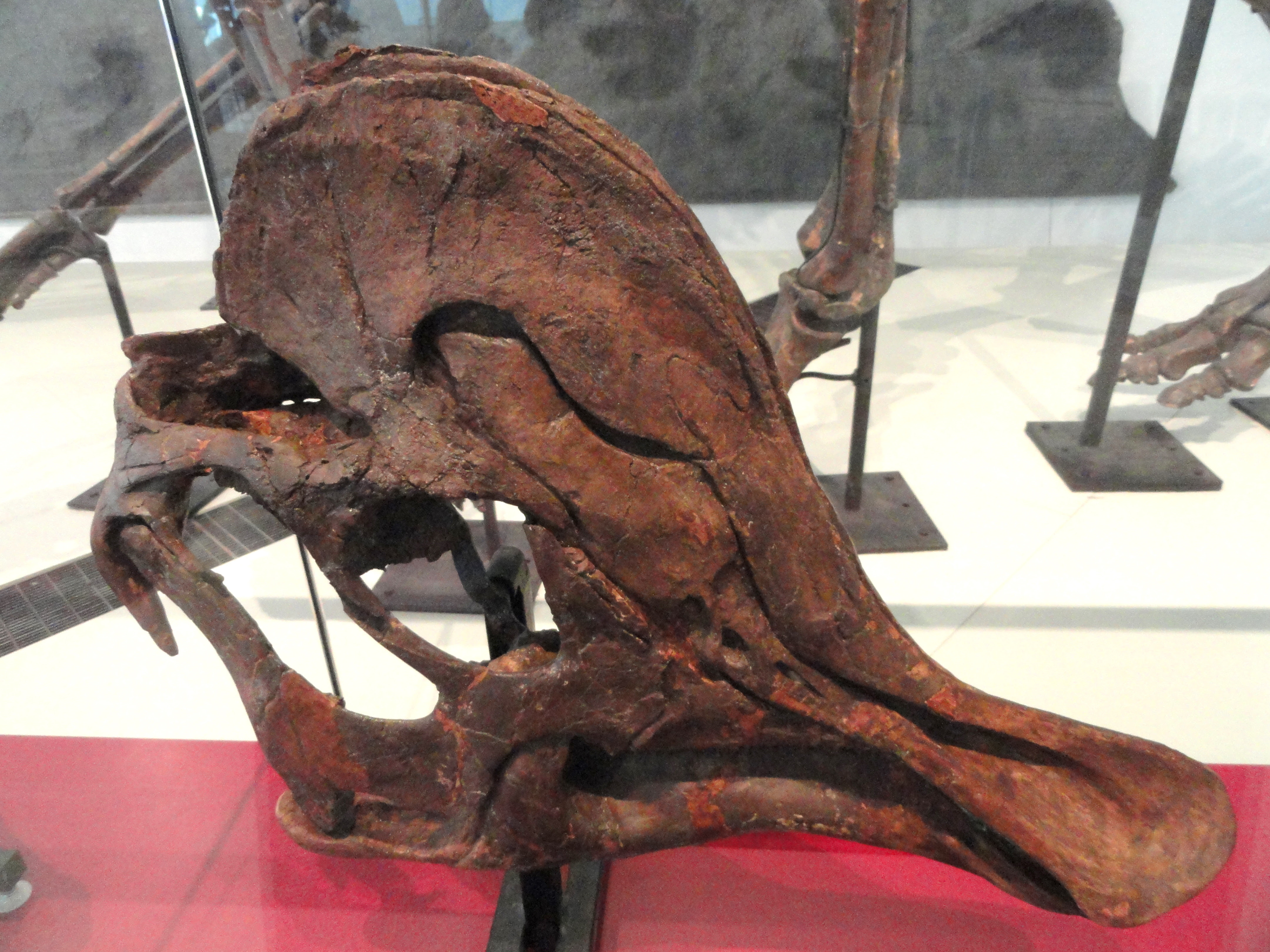 Image Corythosaurus cauarius, subadult skull and jaws, Dinosaur