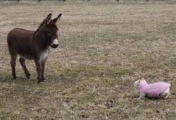 γάιδαρος σκύλος