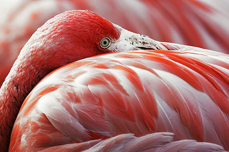 File:Flamingo rubro-Phoenicopterus ruber ruber.jpg