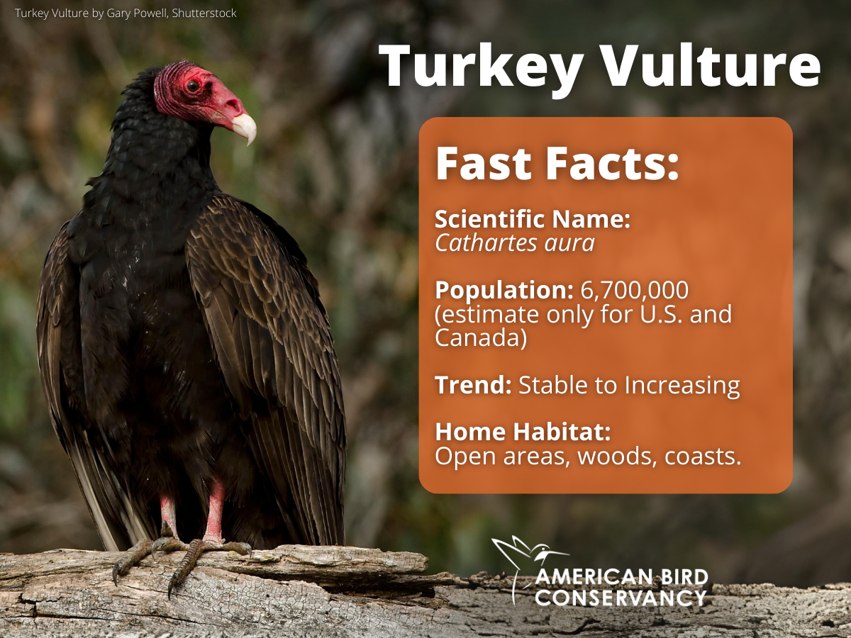 Turkey Vulture by Gary Powell, Shutterstock
