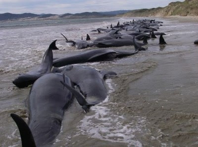 Masivo encallamiento de ballenas