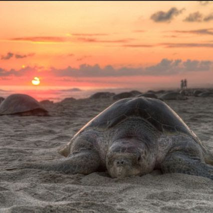 Sea turtles laying in sand