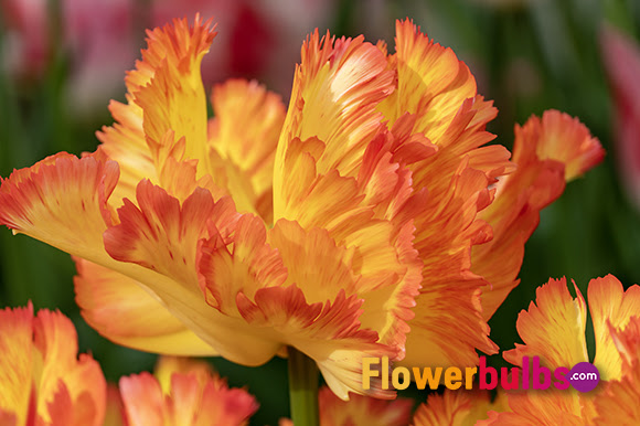 Orange and yellow parrot tulip