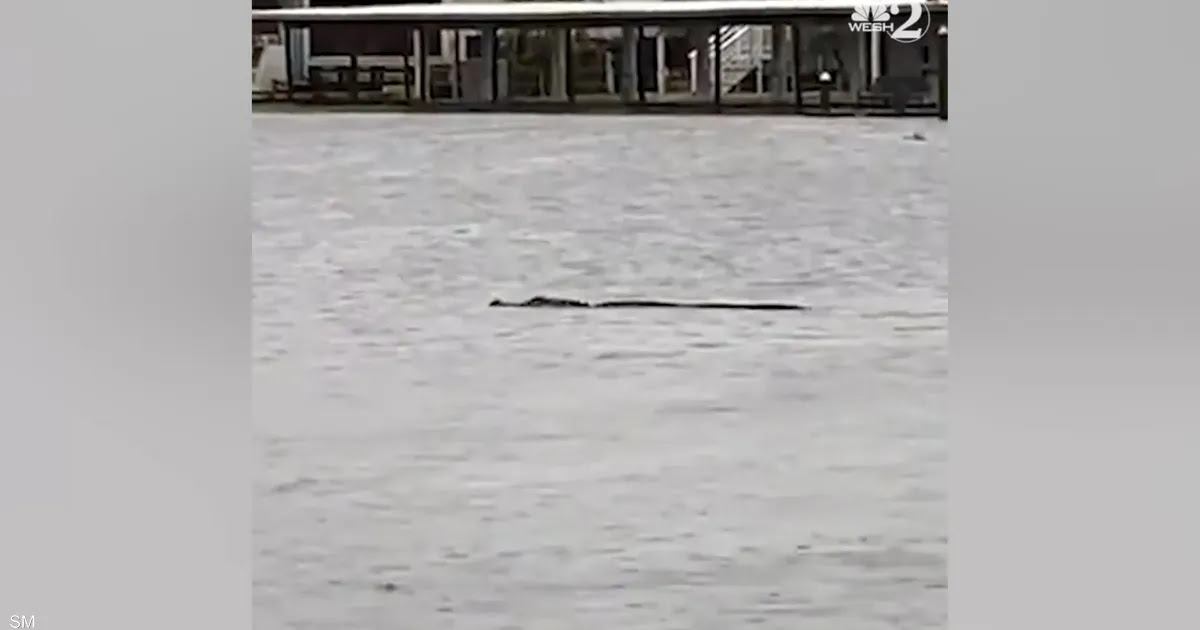 شاهد إعصار إيان يخرج تمساحا إلى شوارع فلوريدا