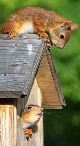 Squirrel_to_Squirrel_House
