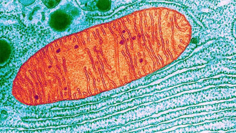 Scientists look to cell recycling tools for new ways to treat Parkinson’s disease