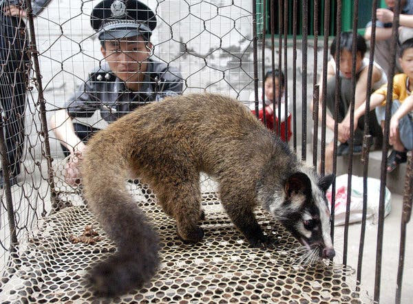An Asian palm civet in Wuhan in 2003. SARS was ultimately traced to a coronavirus that jumped from bats to civets, which are prized as a delicacy in southern China.