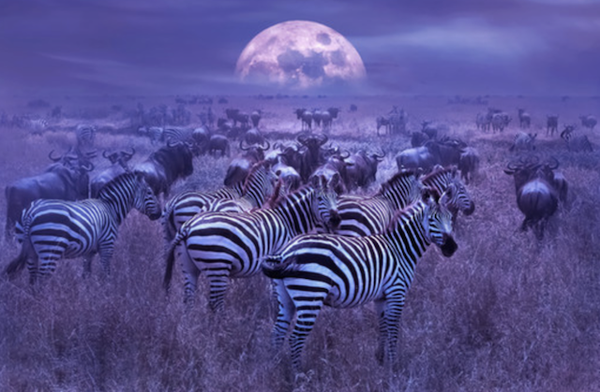 A herd of zebras in the moonlight