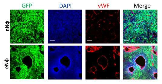 The immune system’s double agents