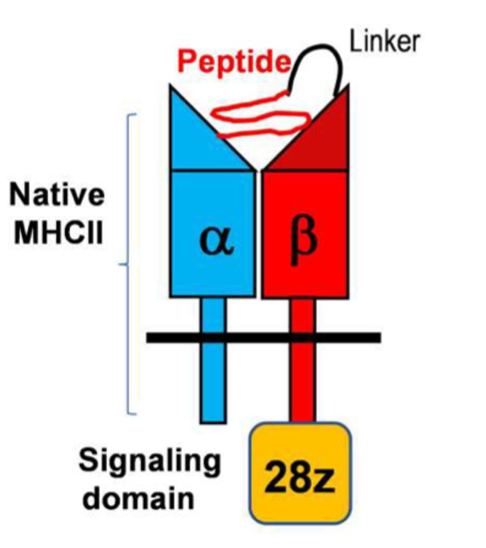 Chimeric antigen receptor made with a native MHCII/peptide protein complex