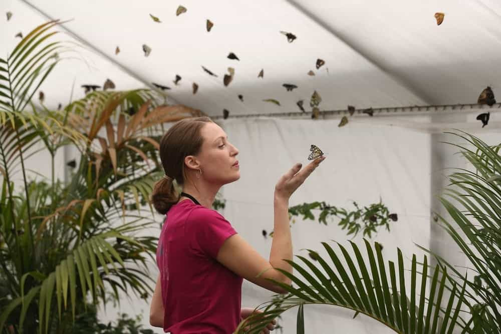 Web walk through our butterfly pavilion filled with tropical plants and live, flittering butterflies. Butterflies Are Released Into the Natural History Museum's Sensational