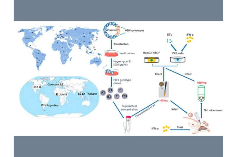 Advancement in Hepatitis B cell lines a step forward in discovering new treatments