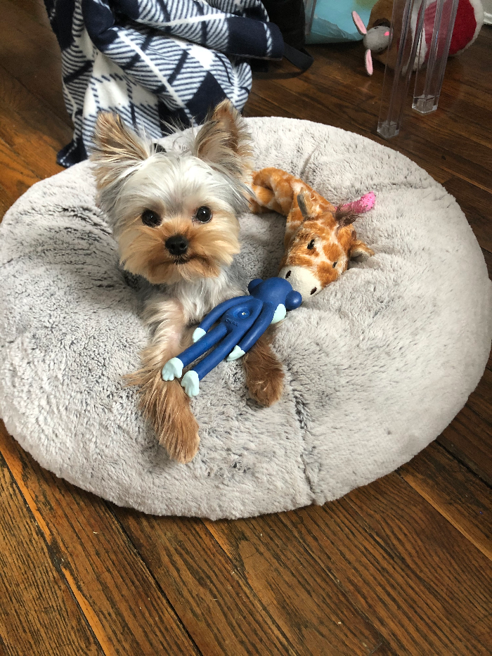 Puck Joy Skipperdee, a Yorkshire terrier, sitting on a cushion with stuffed toys.
