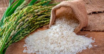 Producción nacional de arroz pilado alcanzó las 2.018.250 toneladas en la campaña agrícola 2021/2022