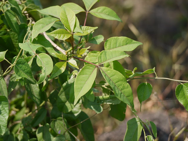 Three-leaf Caper