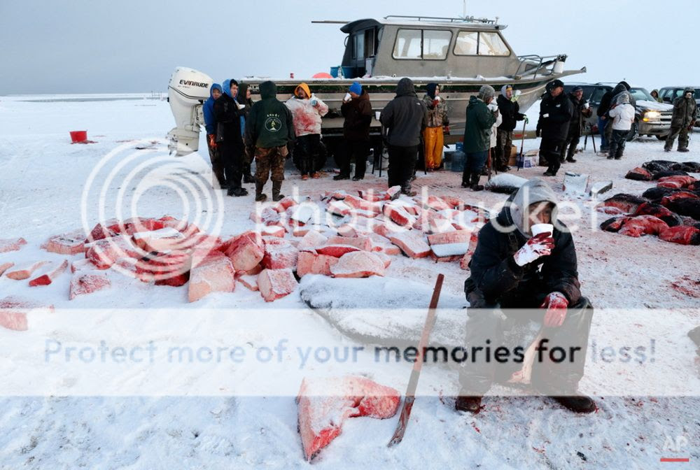 Xẻ thịt cá voi để sinh tồn trên vùng đất khắc nghiệt Alaska