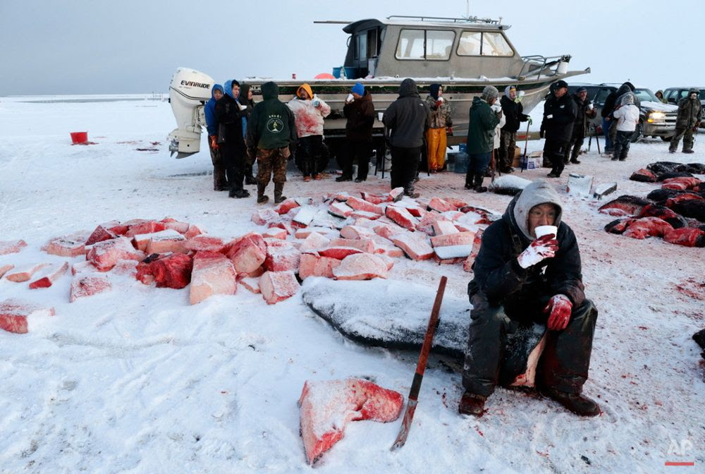 Xẻ thịt cá voi để sinh tồn trên vùng đất khắc nghiệt Alaska