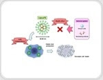 Researchers reveal promising method for delivering cancer virotherapy