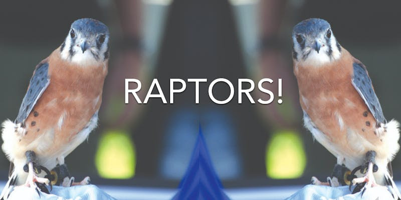 RAPTORS!