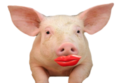 lipstick-pig