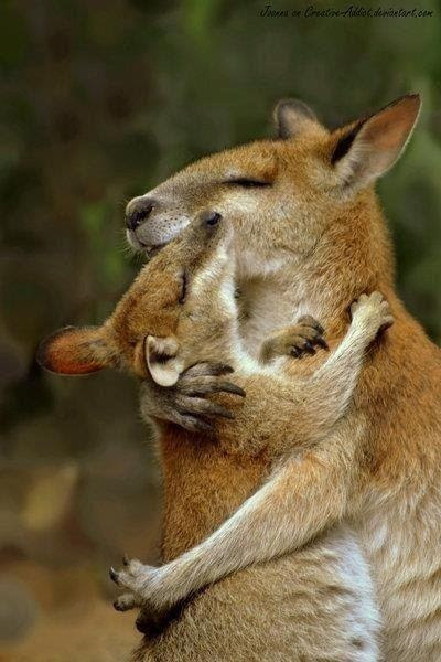 I love marsupials!