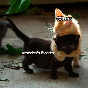 An orange kitten labeled "CCLers" hugs a black kitten labeled "America's forests"