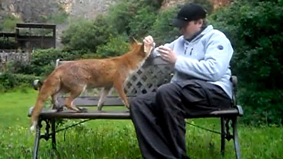 Mr Lewis feeding wild fox Sam