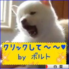 にほんブログ村 犬ブログ 白柴犬へ