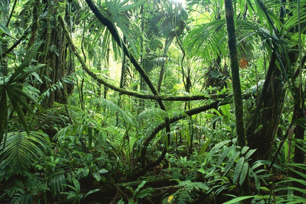 singing plants - Music of the plants is beautiful and relaxing.