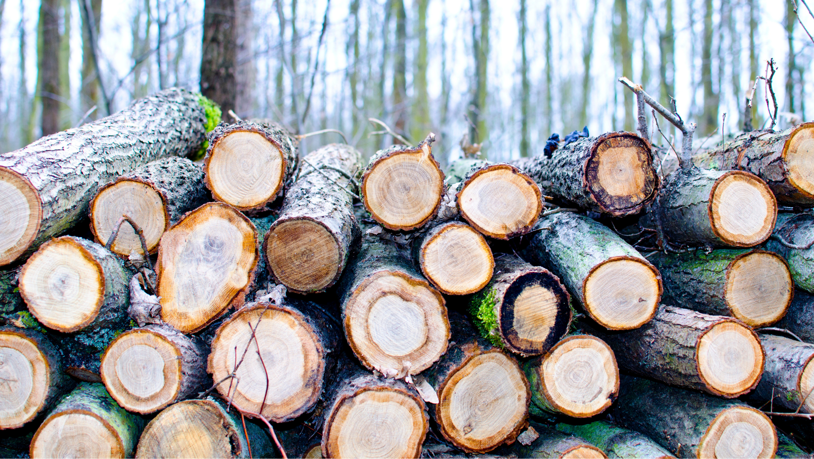 Wood Innovation Funding & Agroforestry Grant Opportunities