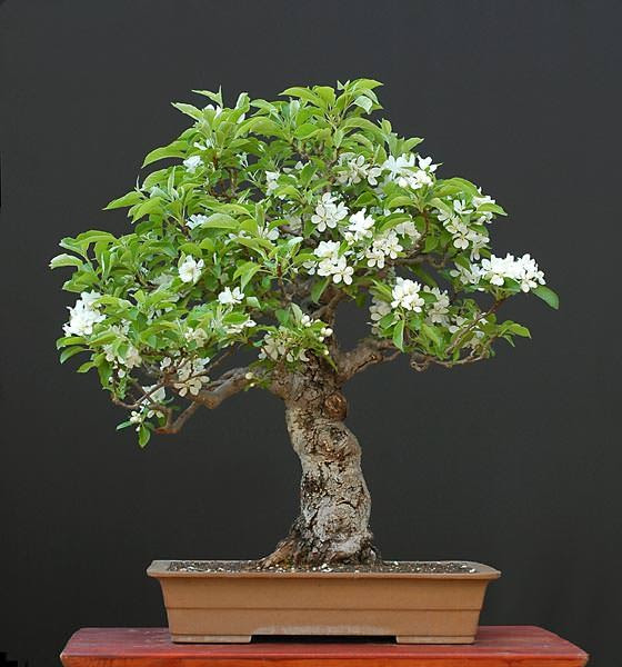 Những cây bonsai đẹp nhất của Nhật Bản 3c6bed1e-d1d5-4a5b-92c0-4621a684b649
