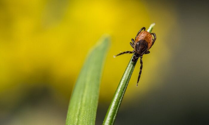 Try This App to Avoid Ticks This Summer